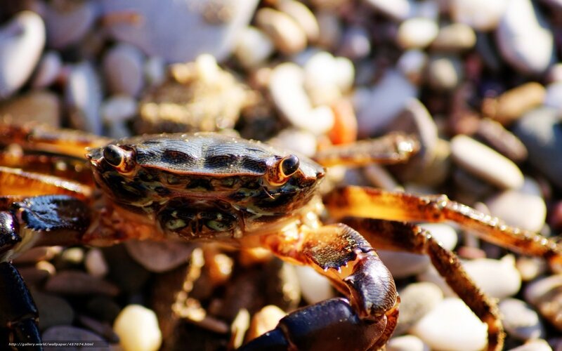 Close-up of a crab on pebbles