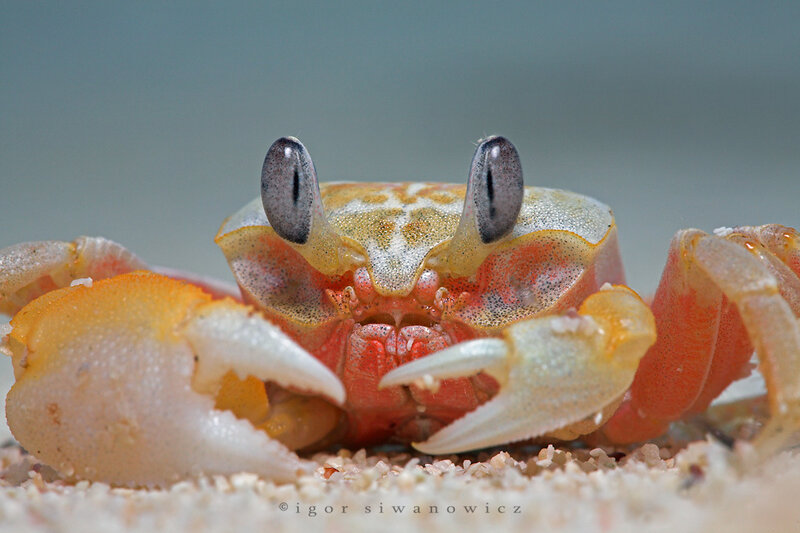 Close-up of a crab on sand