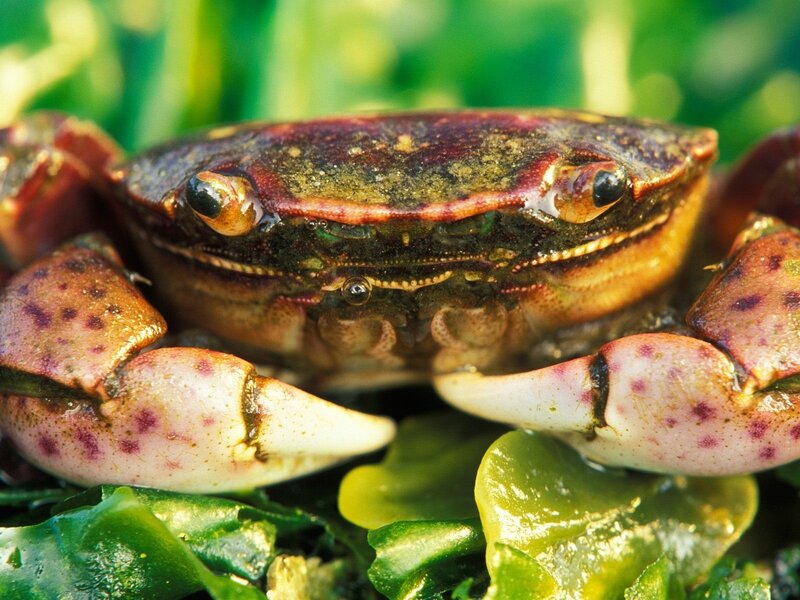 Close-up of a crab on seaweed
