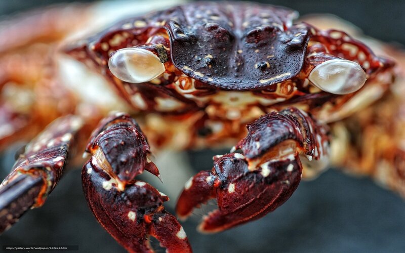 Close-up of a Crab — Red, Dramatic