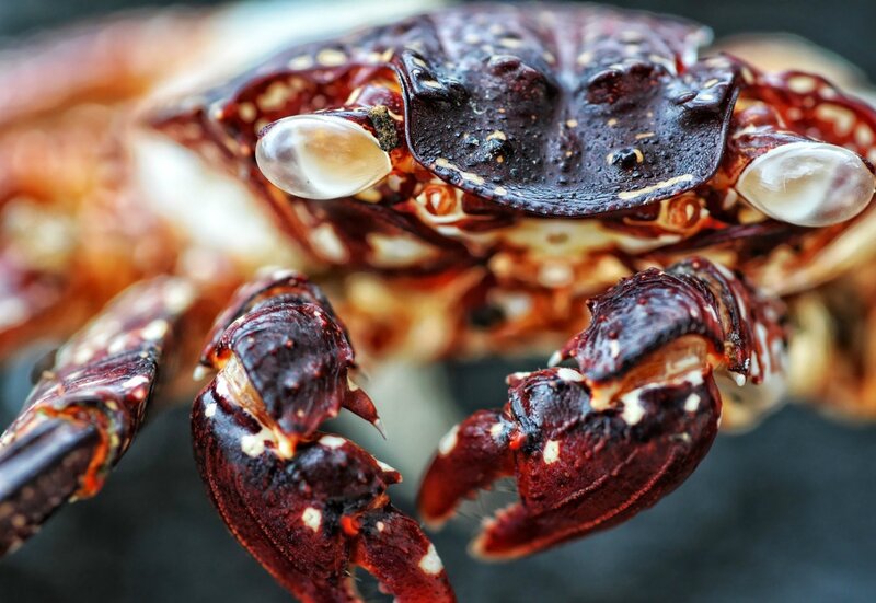 Close-up of a Crab — Red