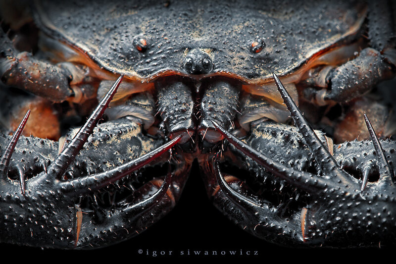 close-up of a crab's face