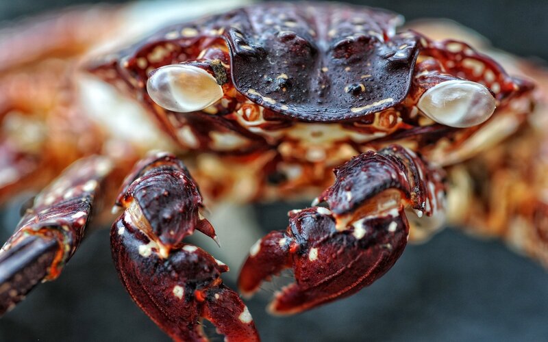 Close-up of a crab's face