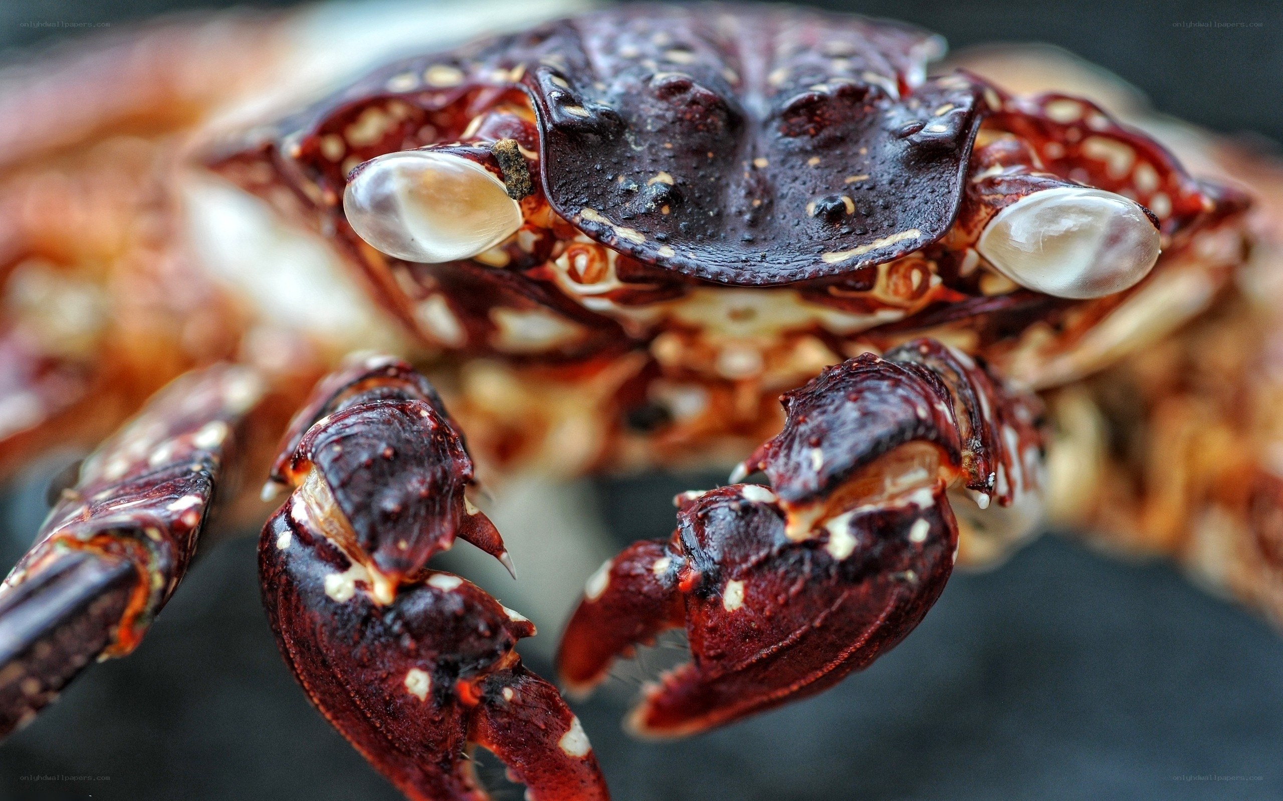 Close-up of a crab's face