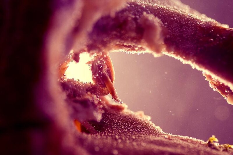 close-up of a crab underwater