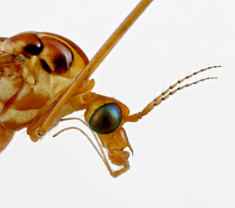 close-up of a crane fly