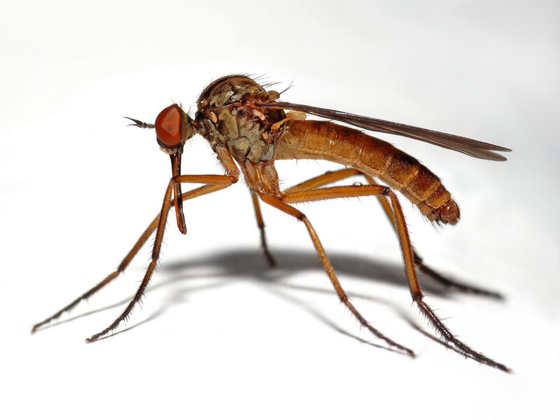 close-up of a crane fly