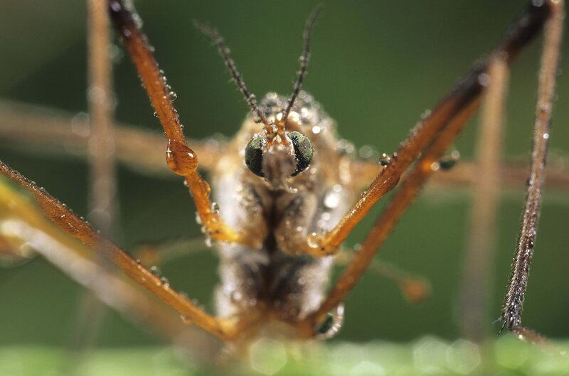 Close-up of a crane fly