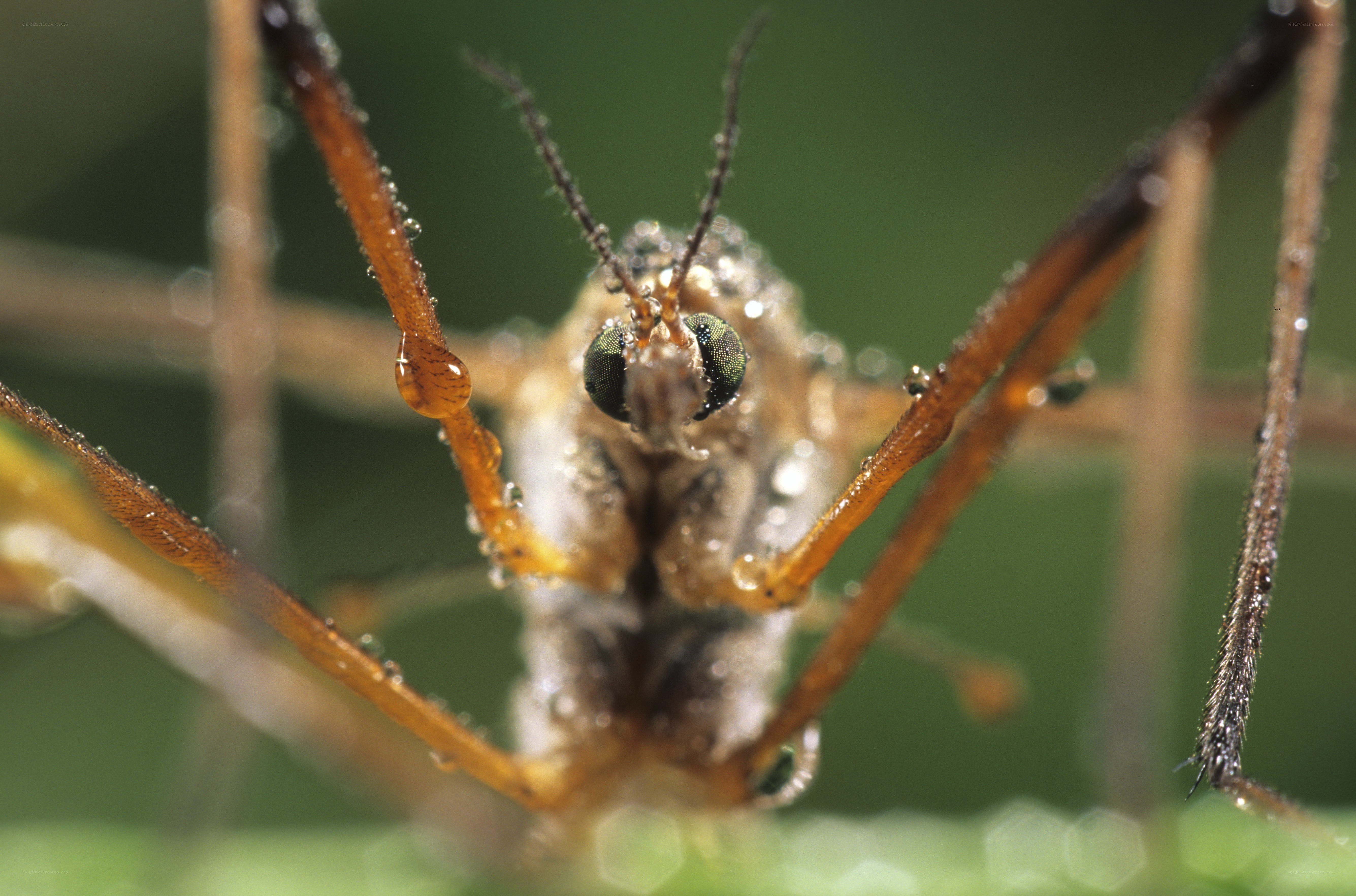 Close-up of a crane fly