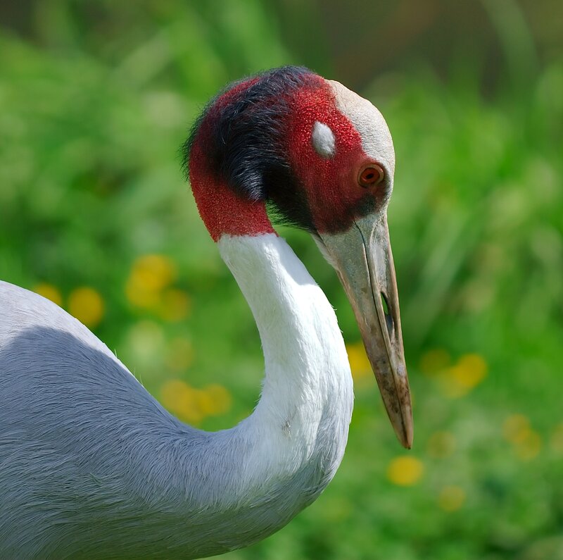 Close-up of a crane
