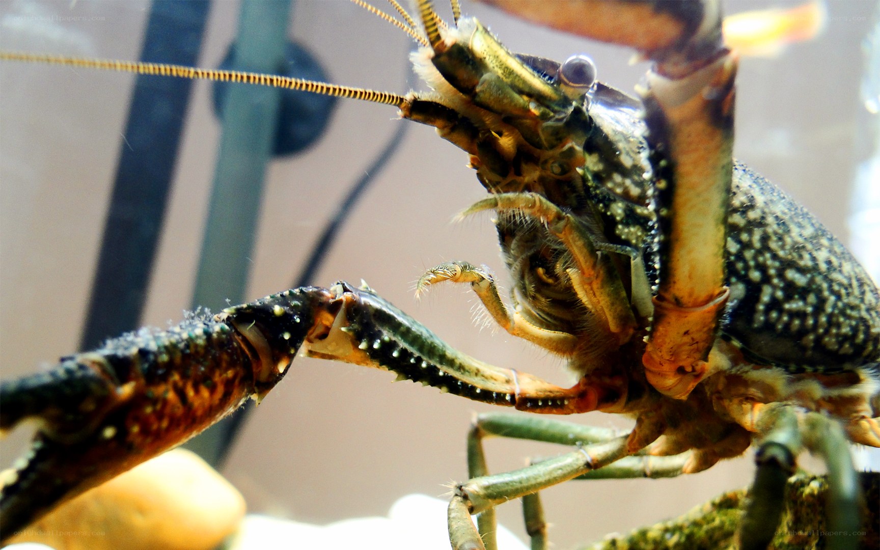 Close-up of a crayfish