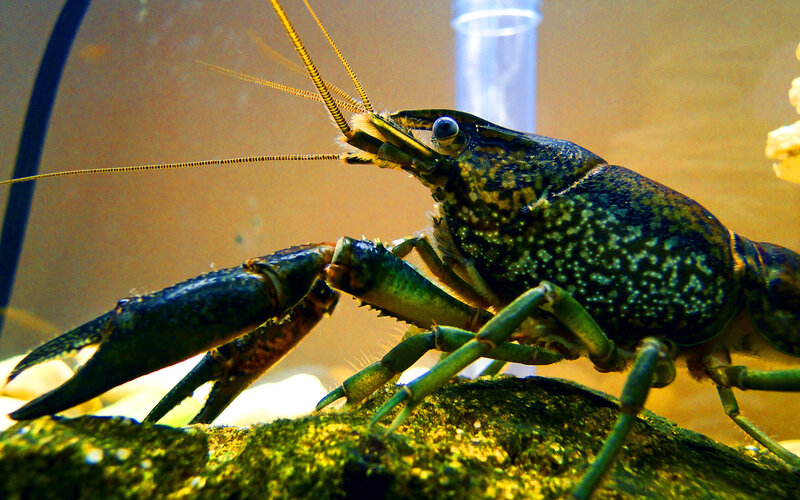 Close-up of a crayfish in an aquarium