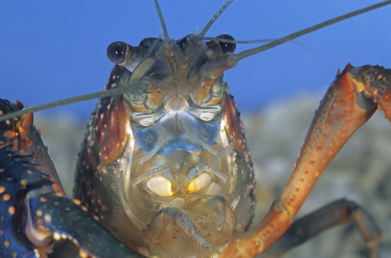 Close-up of a crayfish
