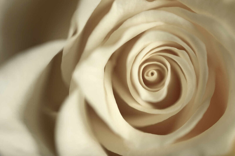 Close-up of a cream rose