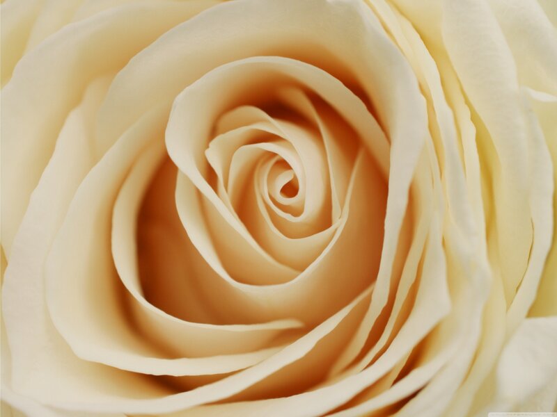 close-up of a cream rose