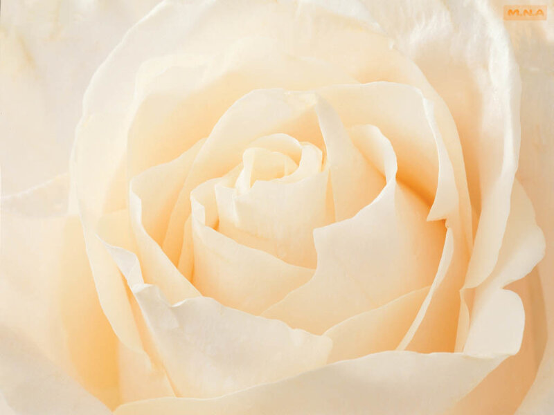 Close-up of a cream rose