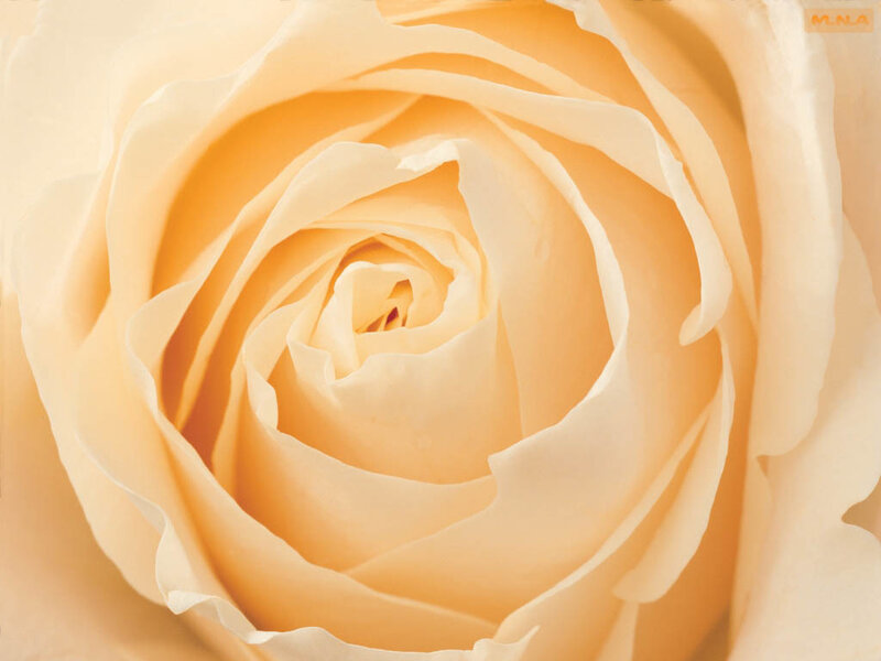 Close-up of a cream rose