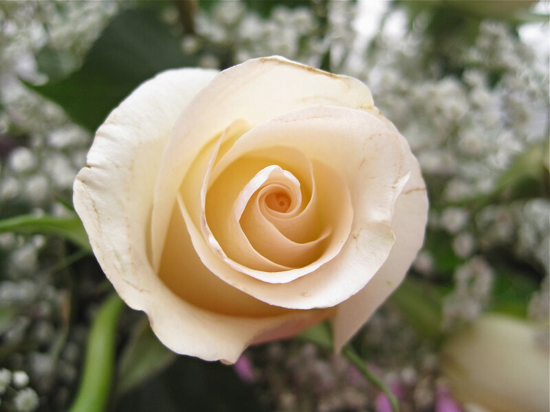 close-up of a cream rose