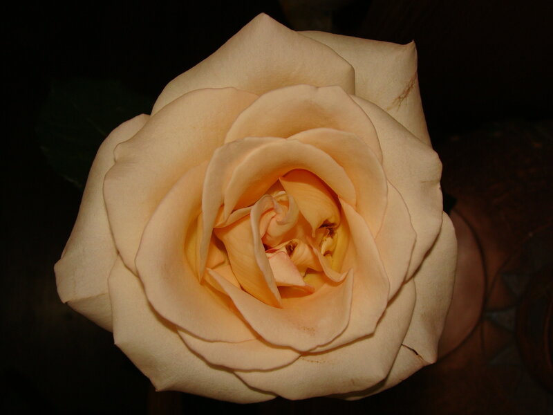 close-up of a cream rose