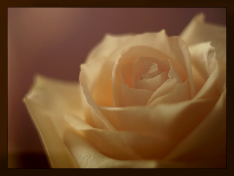 Close-up of a Cream Rose — Serene, Photograph, Petals