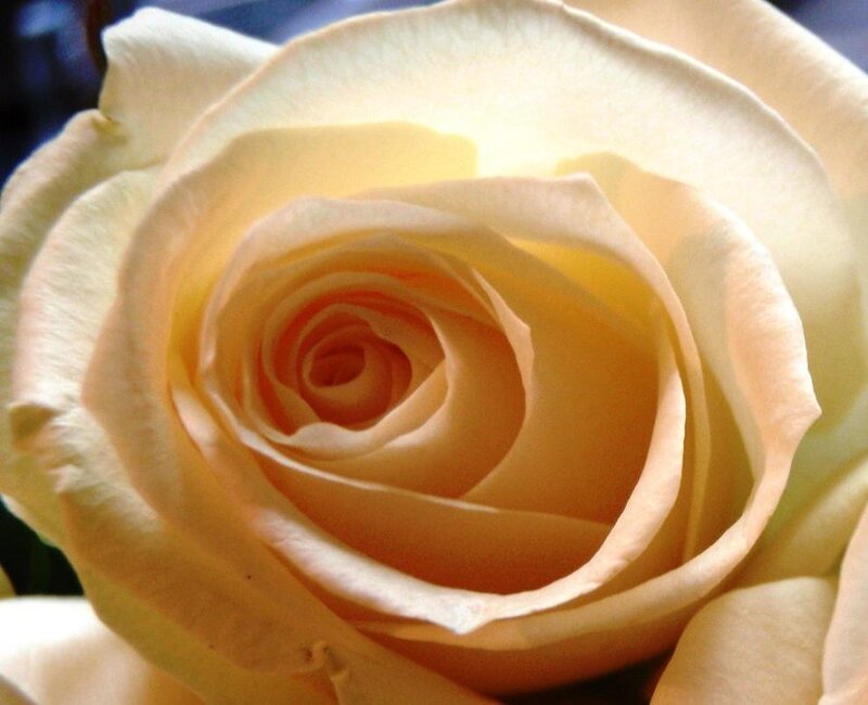 Close-up of a Cream Rose — Serene, Photograph