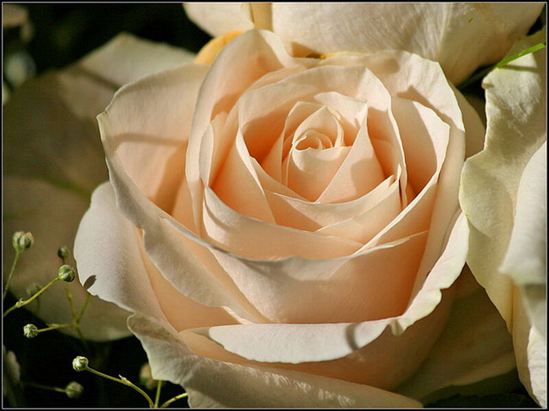 Close-up of a Cream Rose — Serene