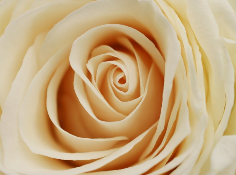 close-up of a cream rose