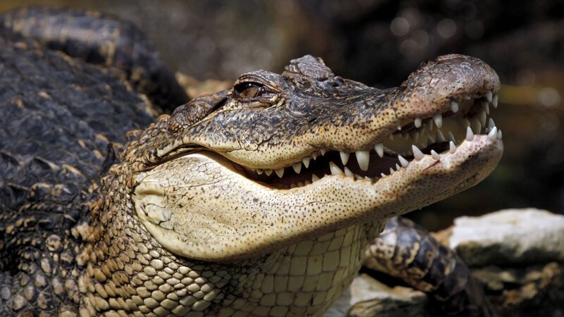 Close-up of a crocodile