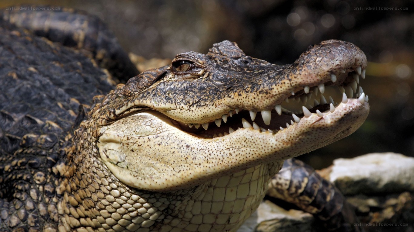 Close-up of a crocodile
