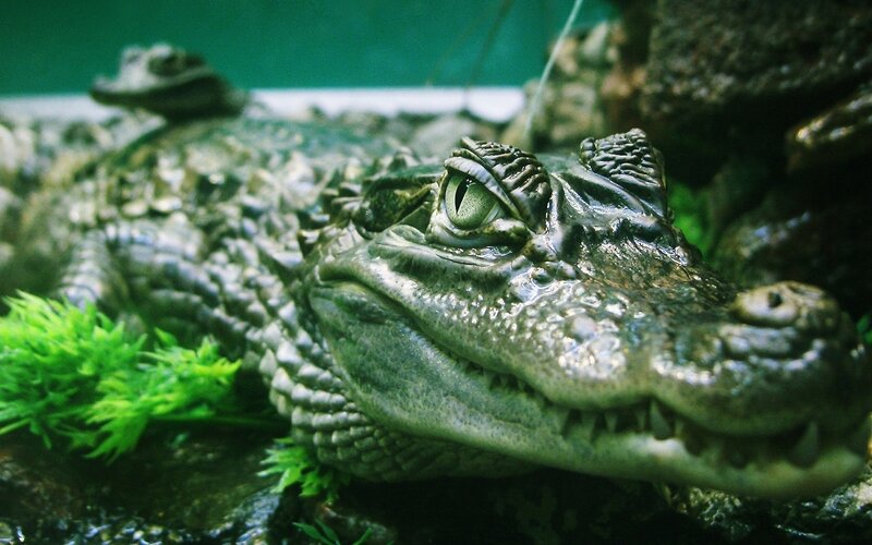 Close-up of a crocodile in water