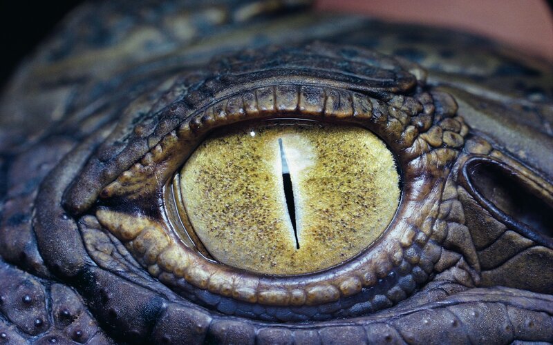 close-up of a crocodile's eye