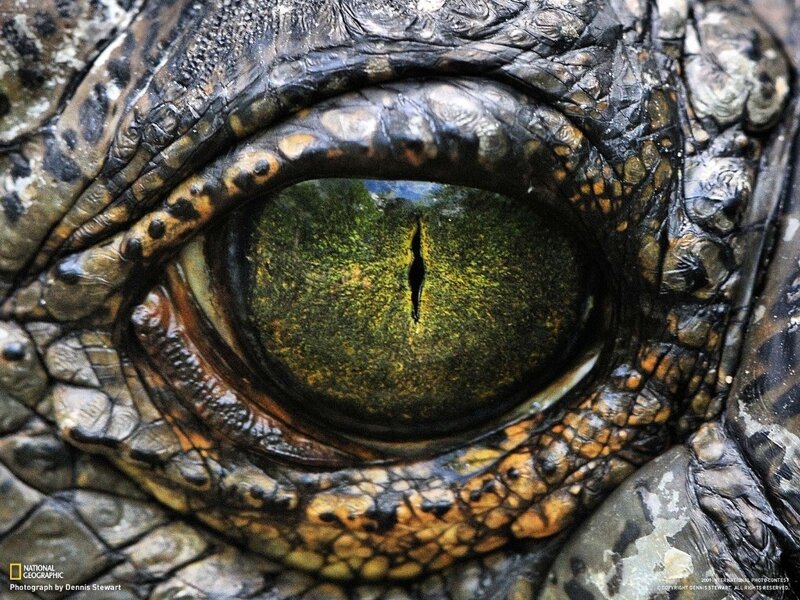 Close-up of a crocodile's eye