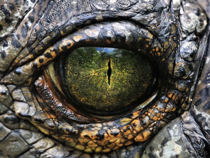 close-up of a crocodile's eye