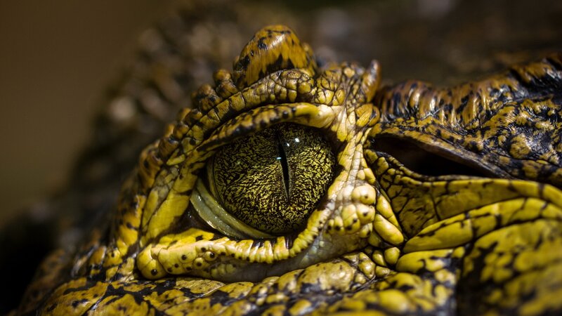 close-up of a crocodile's eye