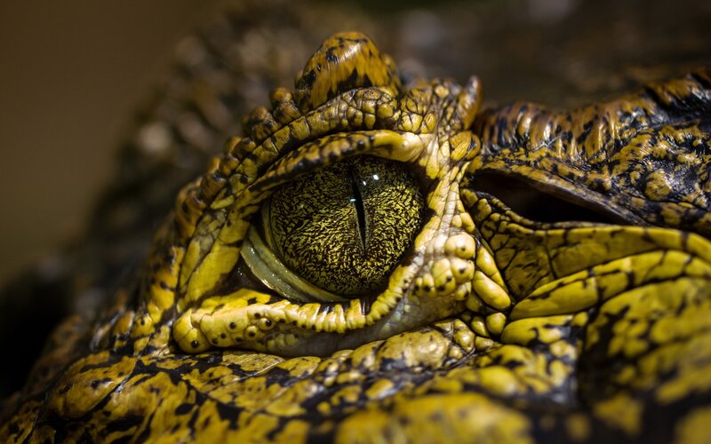 close-up of a crocodile's eye