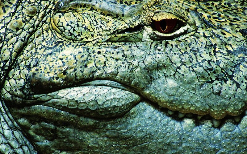 Close-up of a crocodile's face