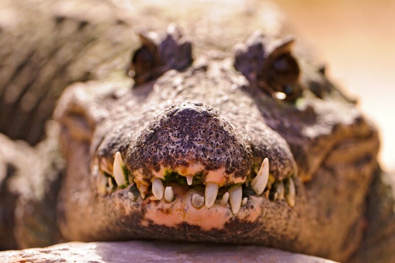 Close-up of a crocodile's face