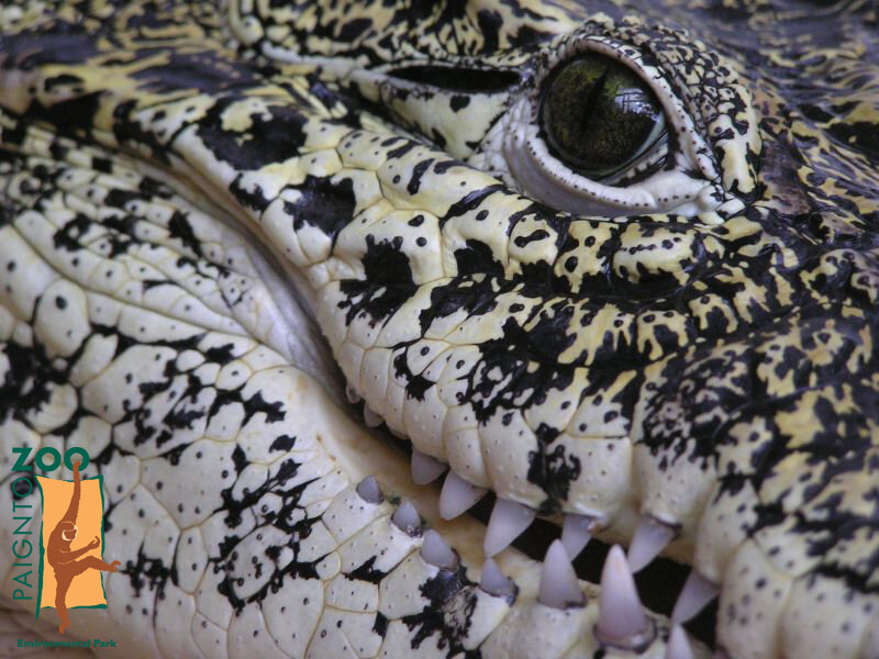 Close-up of a crocodile's face