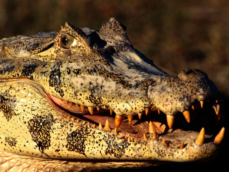 Close-up of a crocodile's head