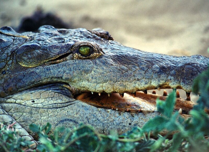 Close-up of a crocodile's head