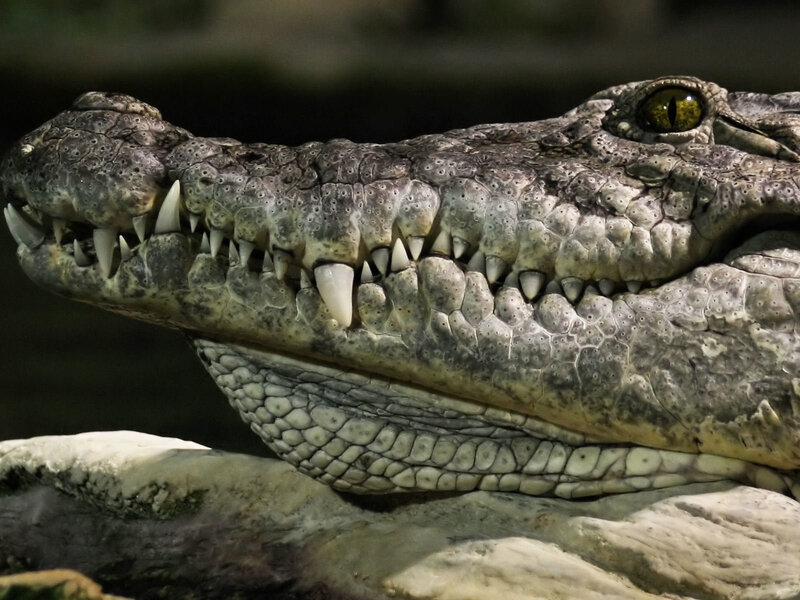 Close-up of a crocodile's head