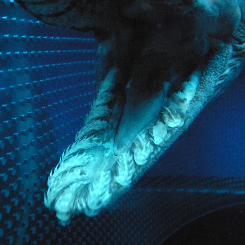 Close-up of a crocodile's open mouth