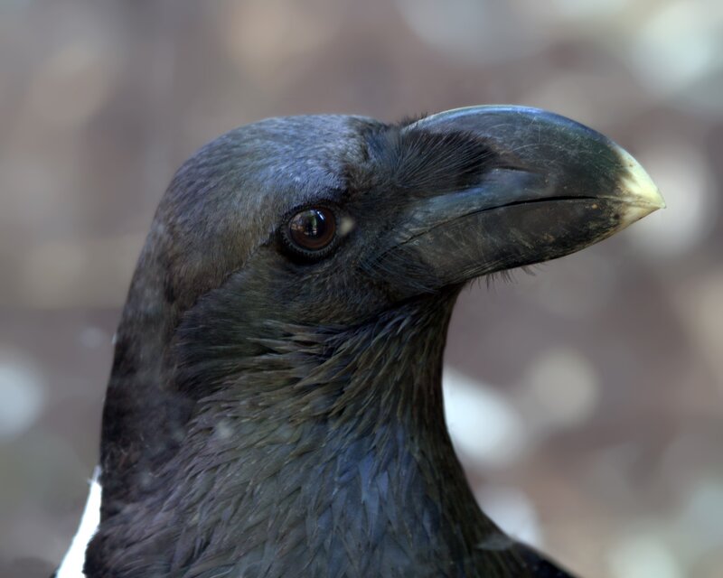 close-up of a crow's head