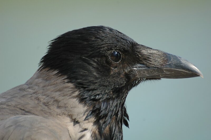 close-up of a crow's head