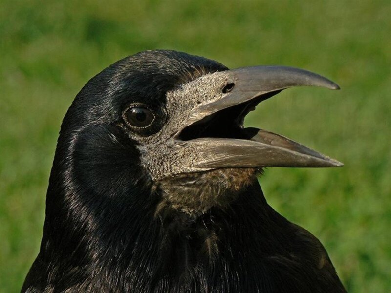 Close-up of a Crow