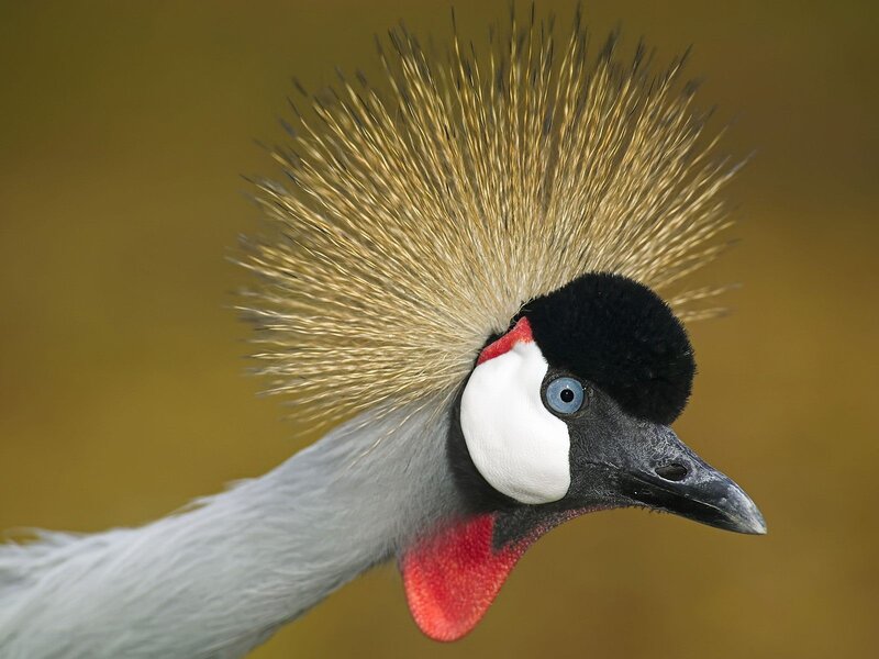 Close-up of a crowned crane