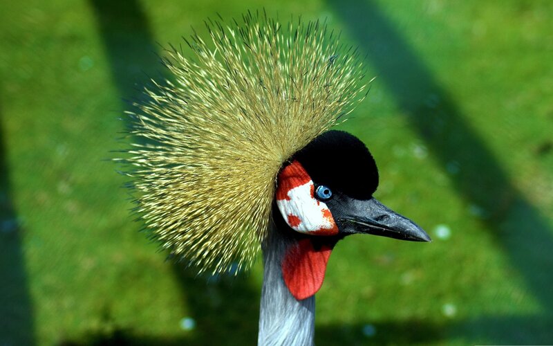 Close-up of a crowned crane