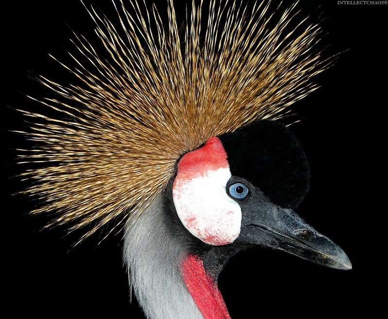 close-up of a crowned crane