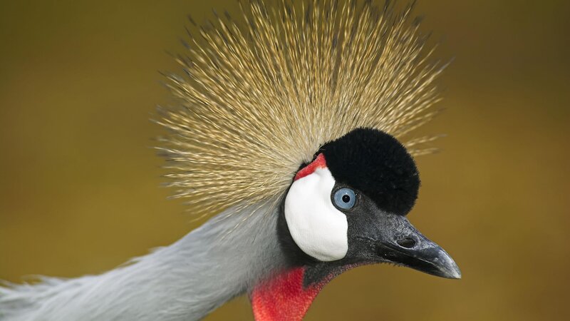 Close-up of a crowned crane