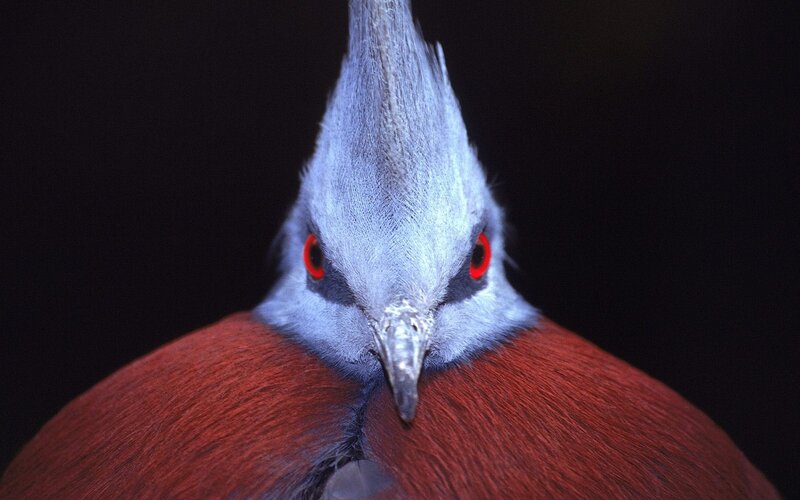 close-up of a crowned pigeon